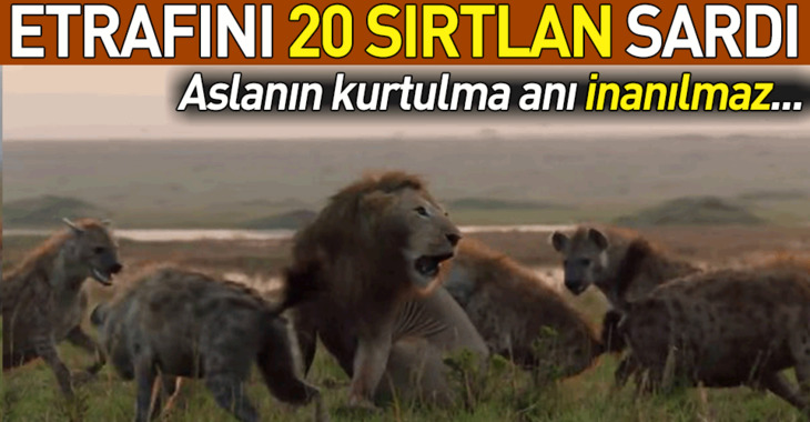 Aslanın mucize kurtuluşu! Sırtlanların arasında kalmıştı.