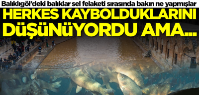 Balıklıgöl'deki balıklar sel felaketi sırasında bakın ne yapmışlar! Herkes kaybolduklarını düşünüyordu ama... 