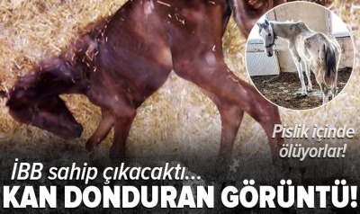 CHP'li İBB sorumluluğundaki atlar bakımsızlıktan pislik içerisinde ölüyor! 