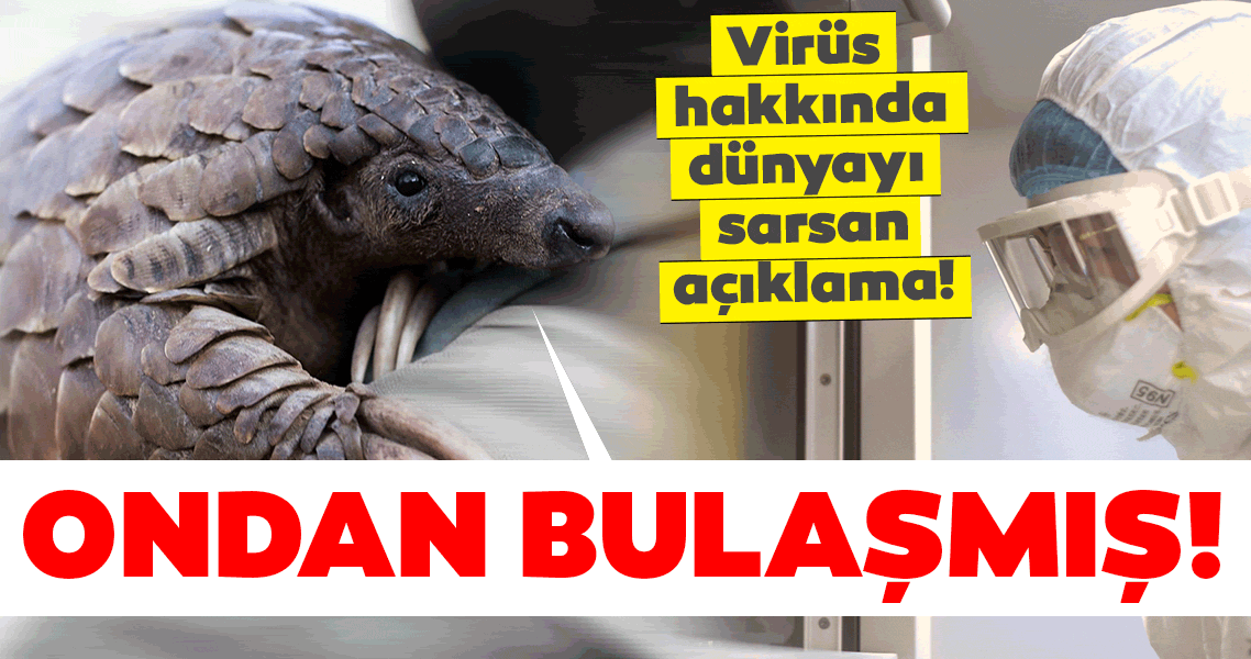Son dakika: Tüm bildiklerinizi unutun! İşte koronavirüsü yayan hayvan!