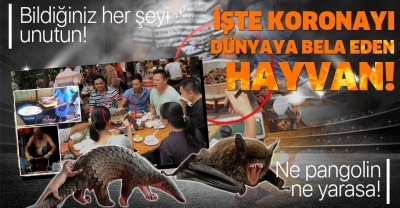 Çinli bilim insanları Corona virüsün kaynağını resmen açıkladı! Koronavirüsün pangolinden mi bulaştı?