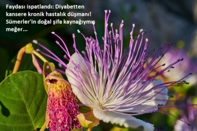 Gebre Otu Faydası ispatlandı: Diyabetten kansere kronik hastalık düşmanı! Sümerler'in doğal şifa kaynağıymış meğer...