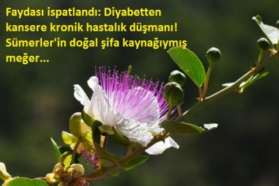 Gebre Otu Faydası ispatlandı: Diyabetten kansere kronik hastalık düşmanı! Sümerler'in doğal şifa kaynağıymış meğer...