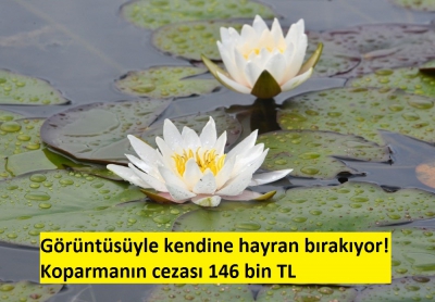 Görüntüsüyle kendine hayran bırakıyor! Koparmanın cezası 146 bin TL.