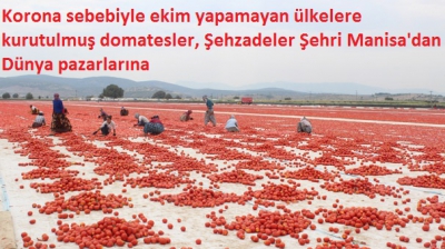 Korona sebebiyle ekim yapamayan ülkelere kurutulmuş domatesler, Şehzadeler Şehri Manisa'dan Dünya pazarlarına 