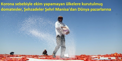 Korona sebebiyle ekim yapamayan ülkelere kurutulmuş domatesler, Şehzadeler Şehri Manisa'dan Dünya pazarlarına 