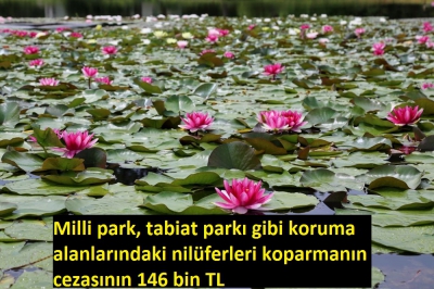 Manisa Habercilik - Nilüferleri koparmanın cezası 146 bin TL