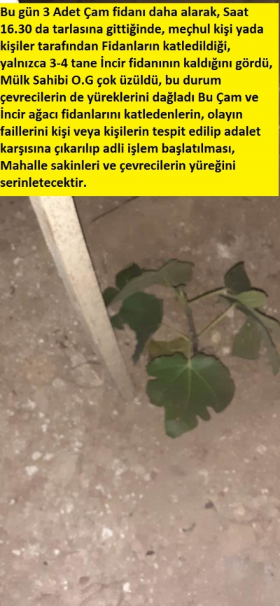 Manisa Turgutlu İlçesi, Sinirli Mahallesinde Ağaç katliamı