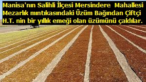 Manisa'nın Salihli İlçesinde üzüm üreticinin bir yıllık emeği çalındı 