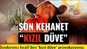 Soykırımcı İsrail'den 'kızıl düve' provokasyonu: İddialar ve görüntüler ortalığı karıştırdı 