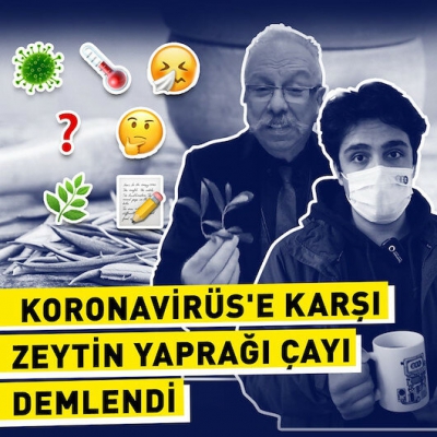 Türk hekimler araştırdı; Koronavirüs tedavisinde yeni umut! Zeytin yaprağı...